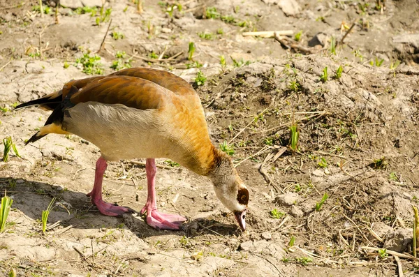 Pato selvagem à procura de comida em terra seca — Fotografia de Stock