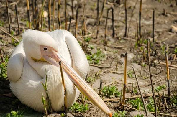 Pelicano sentado em terra seca — Fotografia de Stock