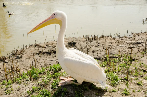 Bir göl kıyısında oturan Pelikan