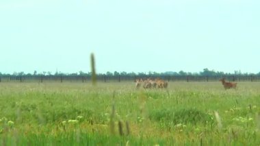 Yaban koyunu ve Karaca sürüsü kameranın önüne geçer