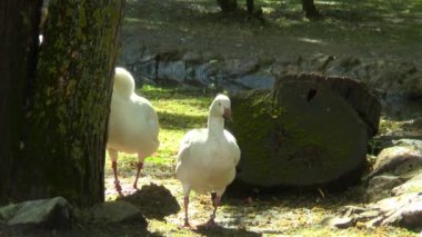Dere kıyısında iki beyaz kaz
