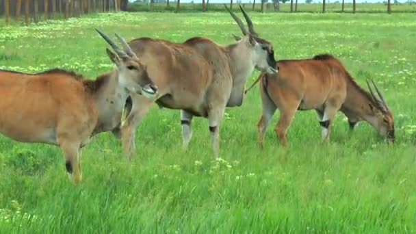 Africké eland pastviny v stepi — Stock video