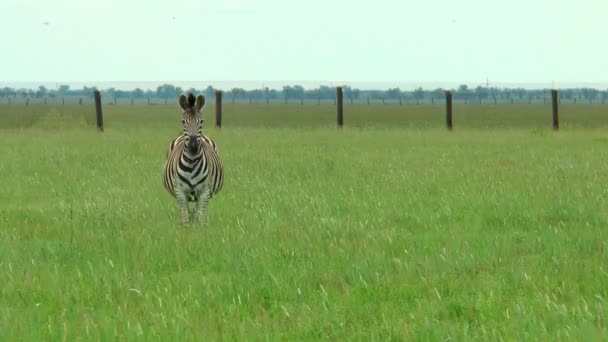 Zèbre dans la steppe sur l'herbe verte en regardant la caméra — Video