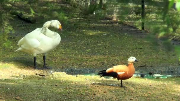 Whooper лебедь и утка на берегу реки — стоковое видео