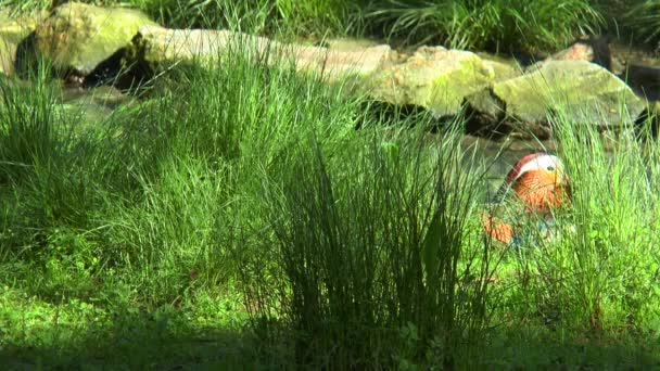 Canard mandarin assis dans l'herbe sur la rive du ruisseau — Video