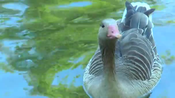 Grey goose floats in the pond — Stock Video