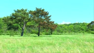 Glade ormandaki üzerinde iki çam ağaçları