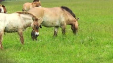 İçinde bozkırlarında otlatma Przewalski atlar
