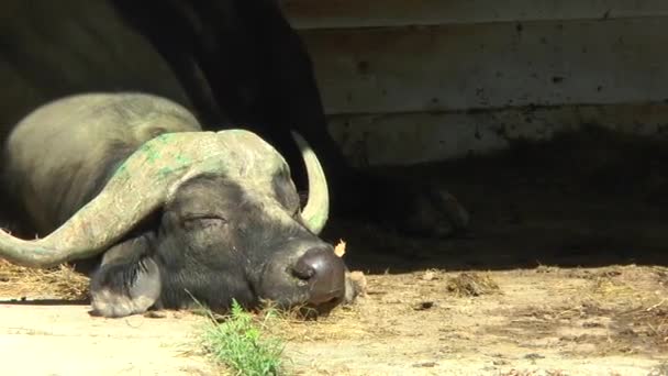 Buffalo zet zijn hoofd op de grond en slapen in de corral. — Stockvideo