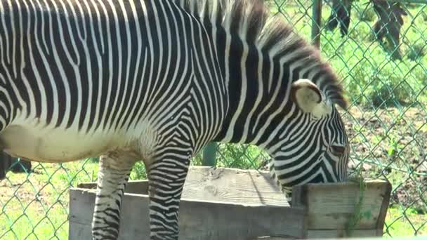 Zebra frisst aus dem Trog — Stockvideo