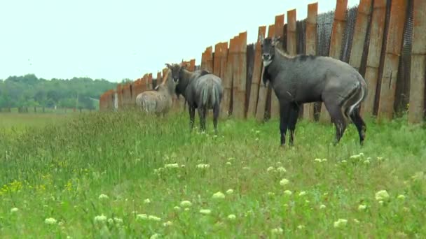 Nilgai 羚羊站在栅栏附近草原 — 图库视频影像