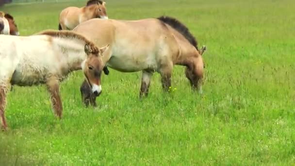 Przewalski Pferde grasen in der Steppe — Stockvideo