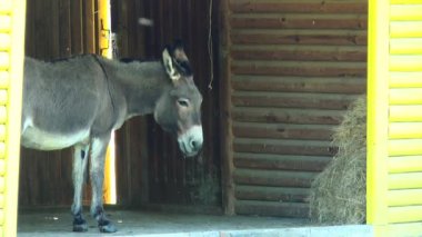 Bir padok eşek ayakta.