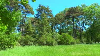 Ormanın kenarında Panorama