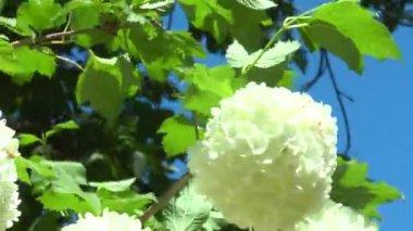 Kartopu Şubesi büyük beyaz çiçekler