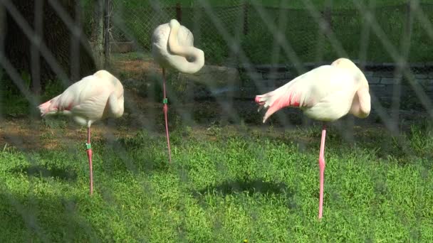Розовые фламинго спят стоя на одной ноге . — стоковое видео