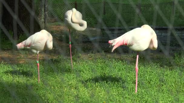 Rosa Flamingos schlafen im stehen auf einem Bein ...