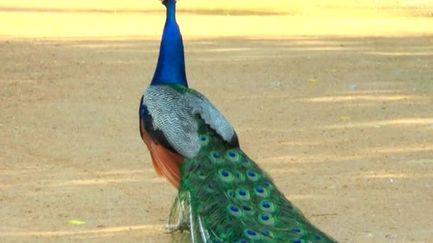 Peacock standing with lowered tail. — Stock Video