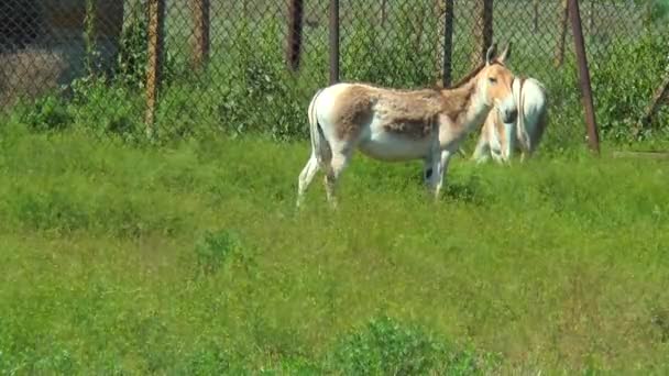 Due kulan turkmeni in piedi in una penna — Video Stock