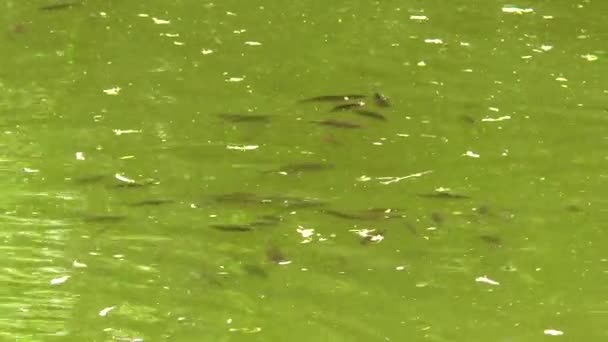 Стая рыб, плавающих в пруду — стоковое видео