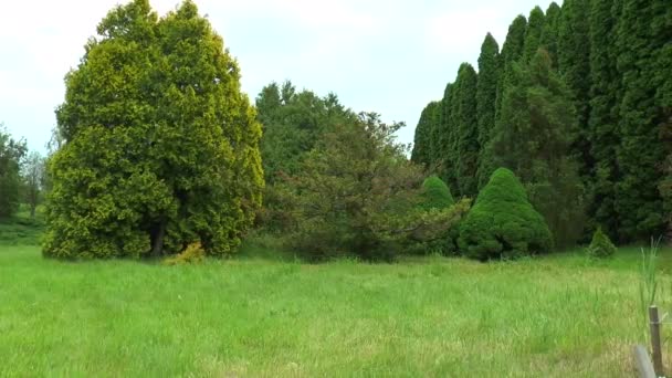 Kanadische Fichte im Wald zwischen Tannen und Kiefern — Stockvideo