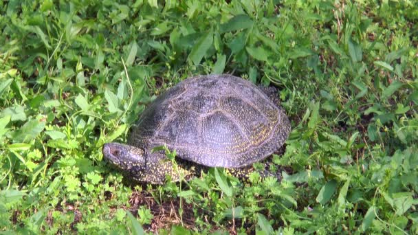 Turtle among green grass — Stock Video