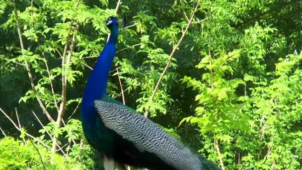Peacock schreeuwen op de achtergrond van bomen — Stockvideo