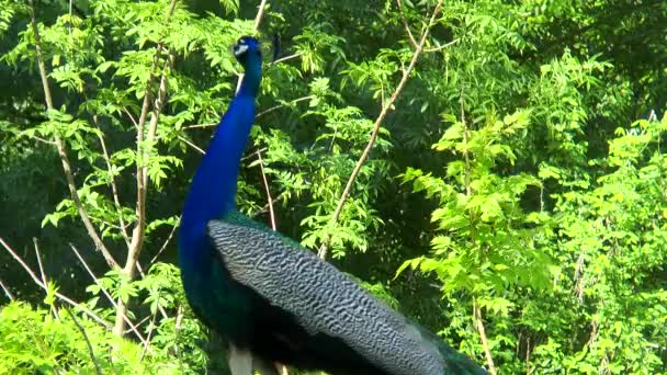 Pavo real gritando en el fondo de los árboles — Vídeos de Stock