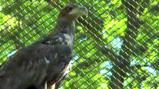 L'aigle royal est assis dans une cage — Video