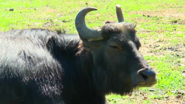 Búfalo de agua asiático tirado en el suelo . — Vídeos de Stock