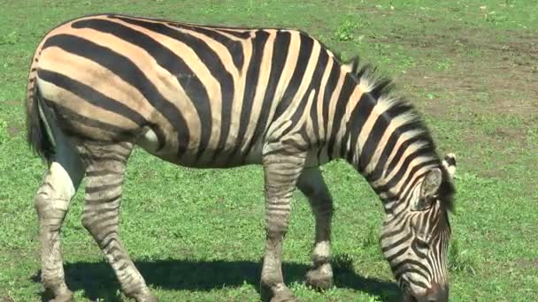 Zebra weidet auf einer Wiese mit Gras — Stockvideo