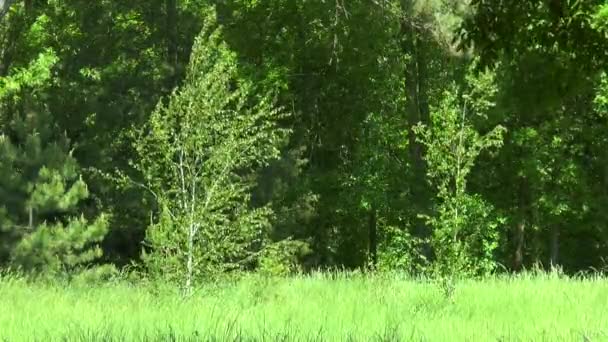 Deux bouleaux au bord de la forêt — Video