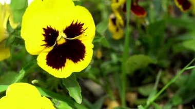 Flowerbed sarı bahar çiçek