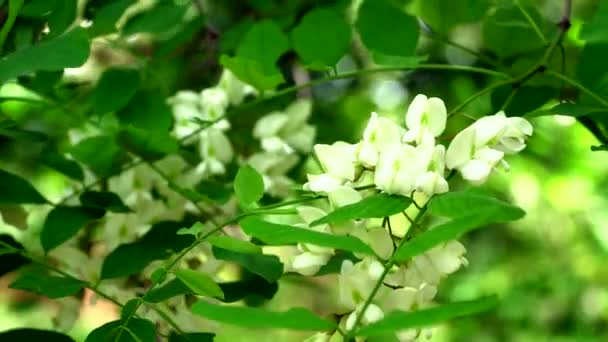 Kwiaty akacji, oświetlone przez światło słoneczne — Wideo stockowe