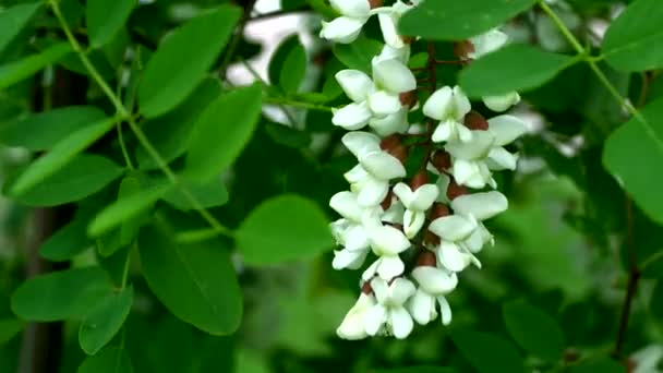 Akazienblüten auf einem Zweig — Stockvideo