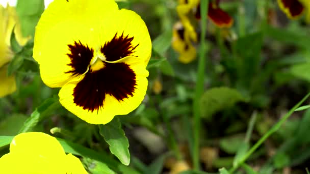 Gul vårblomma på blomsterrabatt — Stockvideo