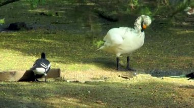 Ötücü kuğu nehrin kıyısında duran, o tüyleri temizler