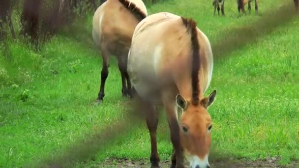 Chevaux Przewalski pâturant derrière la grille 