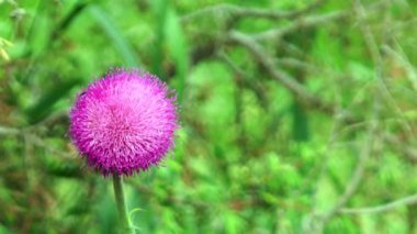 Thistle çiçek çimlerin arasında Close-Up