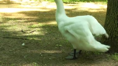 Ötücü kuğu kaldırdı kanatlar ve bir dere yürüyor