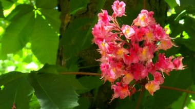 Kırmızı At kestanesi Bloom