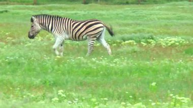 Zebra farm yakınındaki alanda otlatma. O dere üzerinde atlar