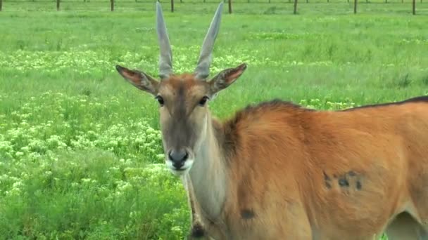 Samotny eland afrykańskiej pustyni na trawie — Wideo stockowe