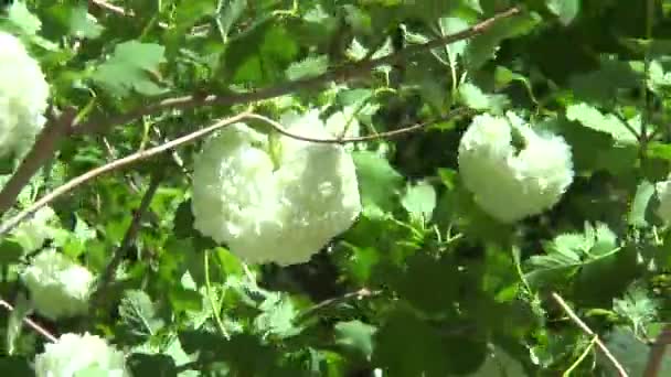 Vita blommor på en gren av viburnum — Stockvideo