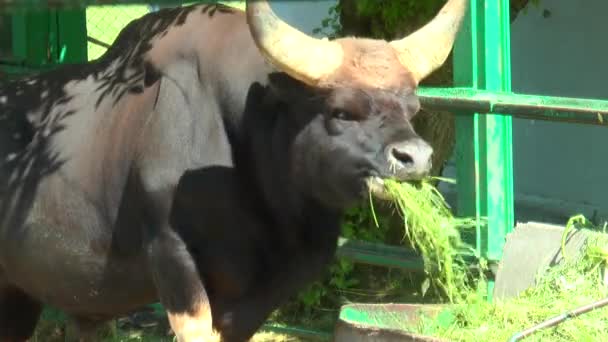 Бык Гайал в загоне, ест траву из корыта. — стоковое видео