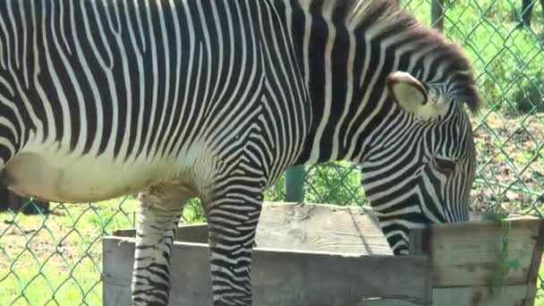 Крупный план зебры, которая ест из кормушки — стоковое видео