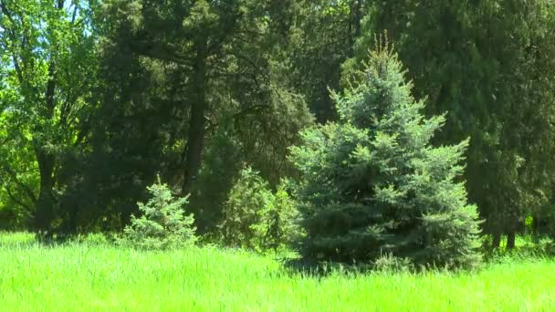 Hermoso abeto en el borde del bosque cerca — Vídeo de stock