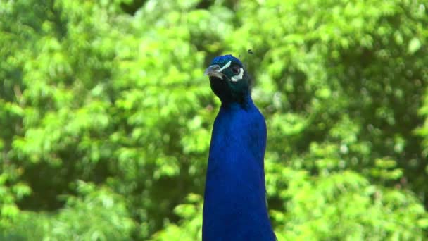 Close up of the peacock's head — Stock Video