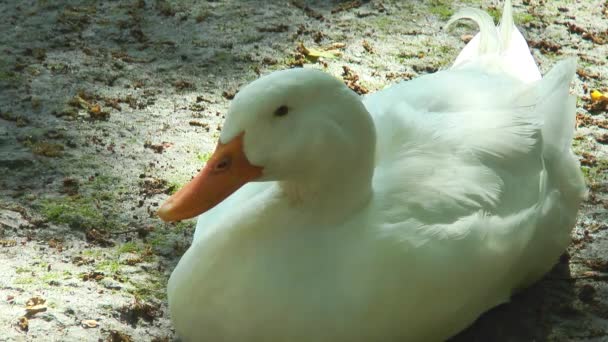 Pato blanco sentado en el suelo — Vídeo de stock