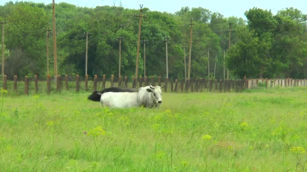 Duas vacas brancas em um campo na grama verde — Vídeo de Stock